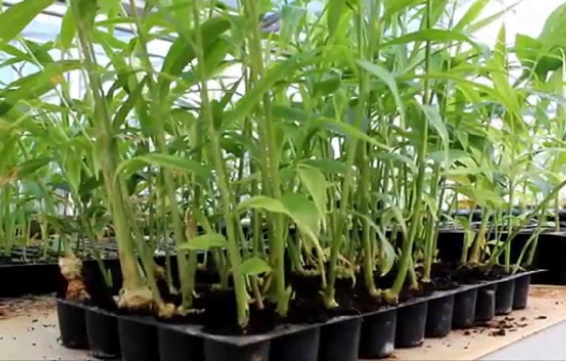 Plastic Agricultural Seedling Trays are classifiable under CTH 39269099and taxed @ 18% GST