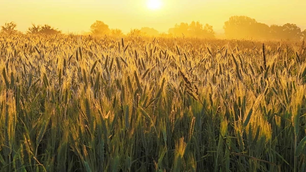 GST rate of 5% applicable on sale of rejected paddy seeds which is not fit for human consumption: AAR