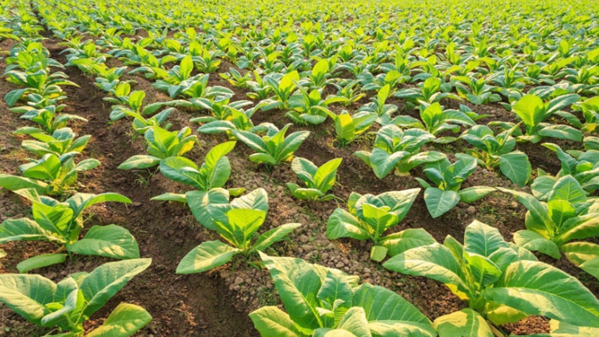 GST: Purchase of naturally broken tobacco from farmer covered under RCM; AAR