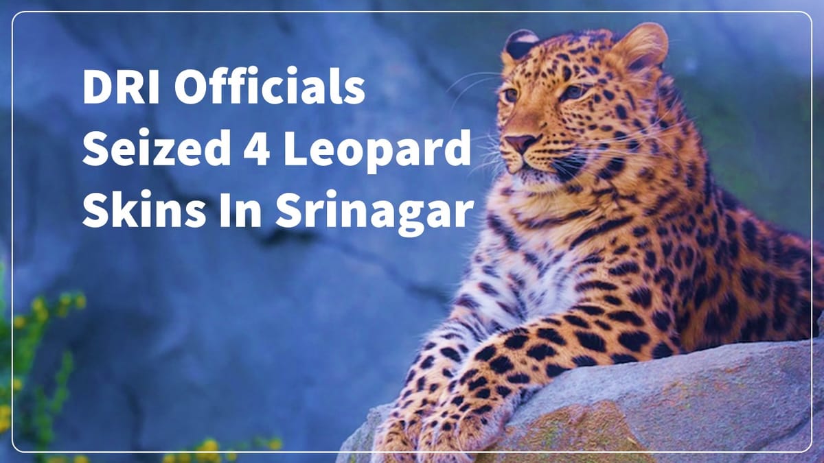 DRI officials seized 4 Leopard Skins in Srinagar, Jammu and Kashmir; 8 involved accused arrested