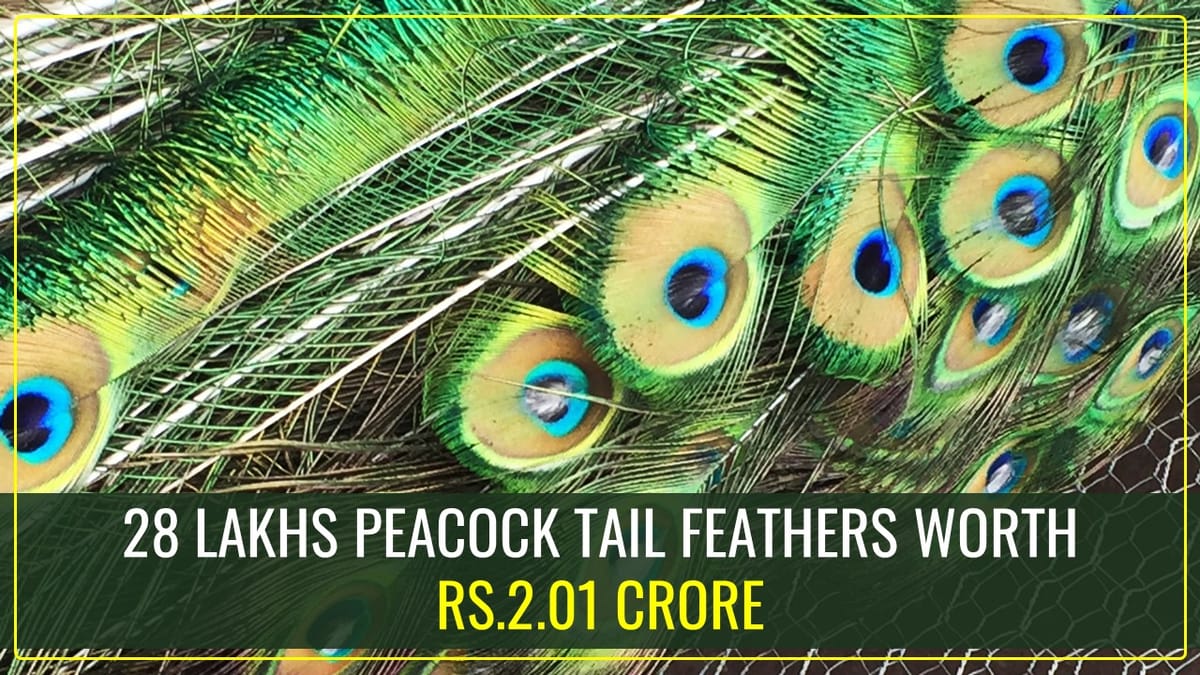 DRI seizes 28 lakhs Peacock tail feathers worth Rs.2.01 Crore at Nhava Sheva Port