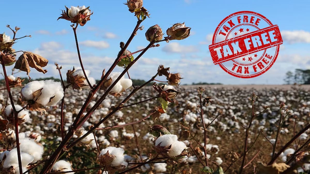 Govt. Grants Temporary Customs Duty Exemption on Cotton Imports Till Sept 30, 2025