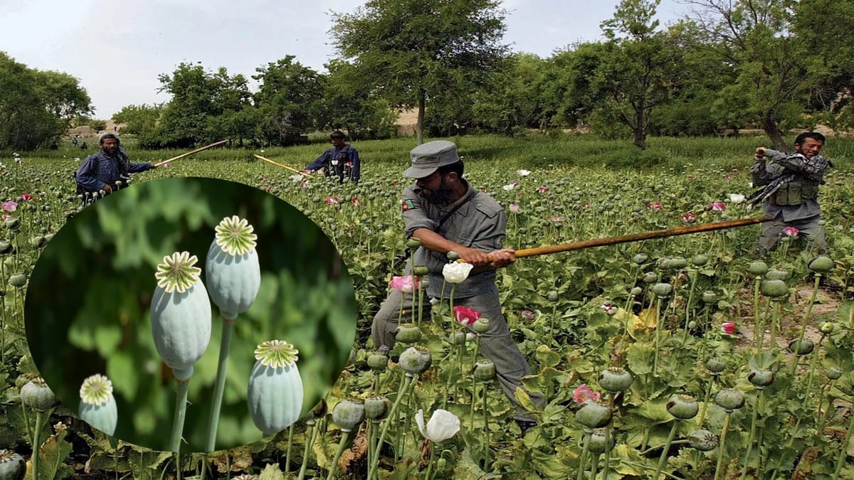 Government Notifies New Conditions for Cultivating Opium Poppy in 2025-26