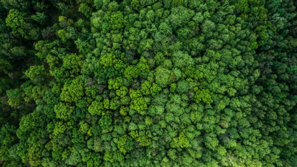 Supreme Court Outdated Forest Notices Can’t Trigger Land Vesting Under Maharashtra Act