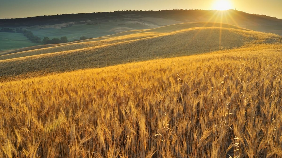 Confiscation of Excavator Cannot Be Automatic Against Innocent Third-Party Contractor