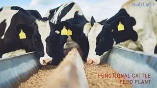 18% GST Payable On Supply Of Functional Cattle Feed Plant, Inclusive Of Erection, Installation, Commissioning: AAR