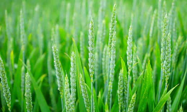 Meaning of agriculture produce under GST [AAAR Rajasthan]