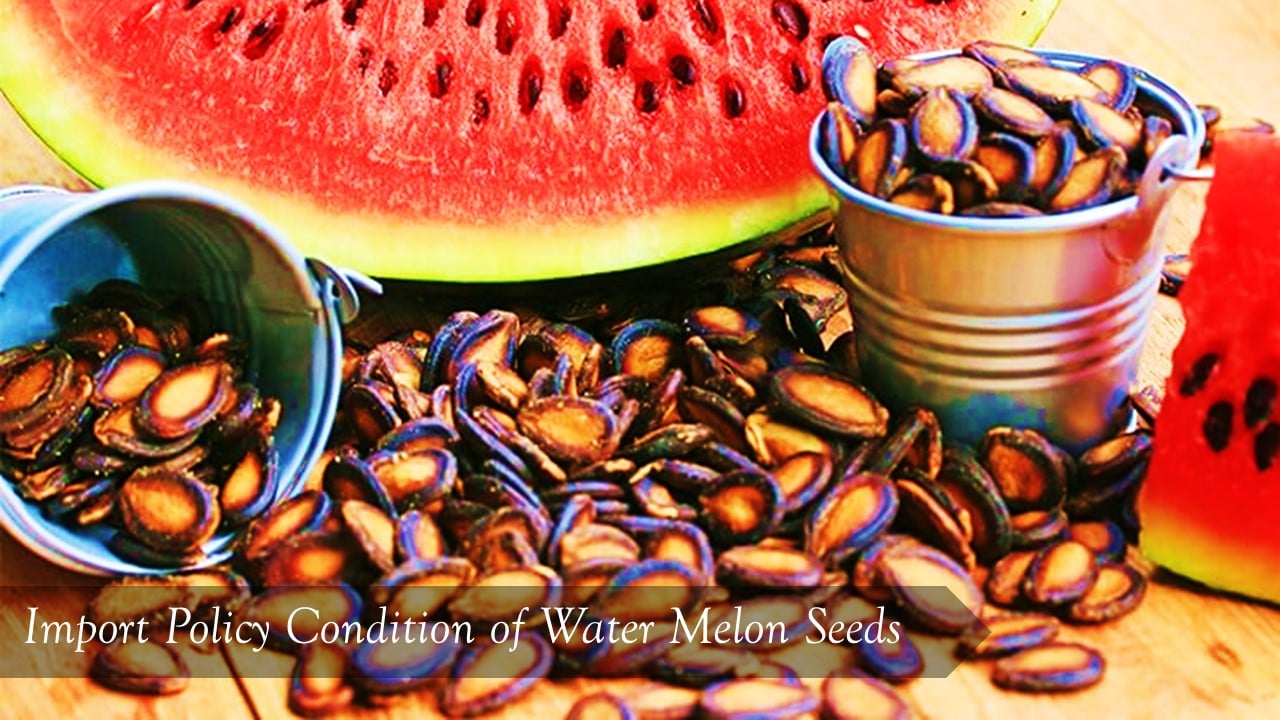 DGFT Amends Import Policy Condition of Water Melon Seeds