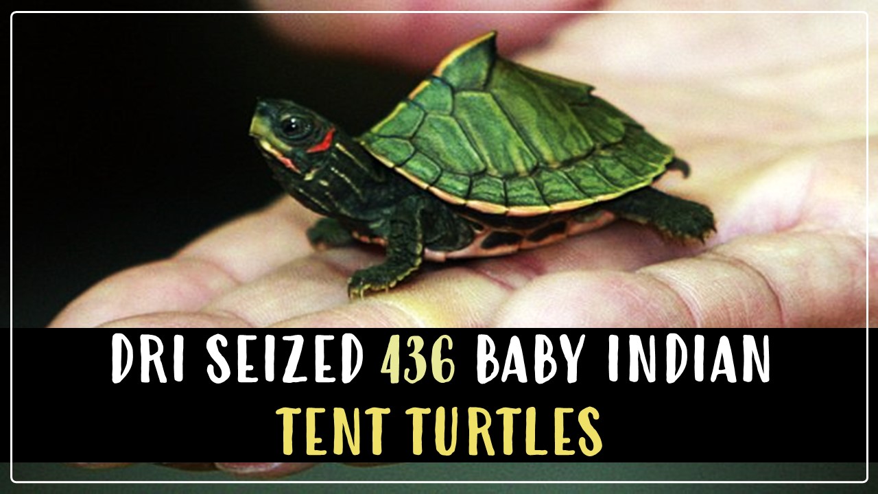 DRI stops illegal transportation of 436 baby Indian Tent Turtles in Lucknow