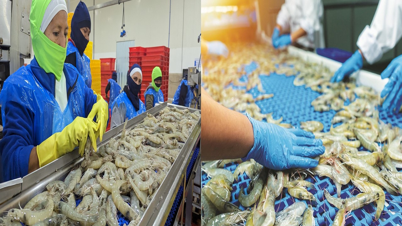 GST Applicable on Export of Processed Frozen Shrimps: AAR